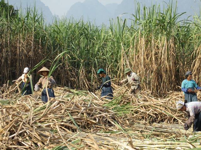 Giá thành mía hiện tại